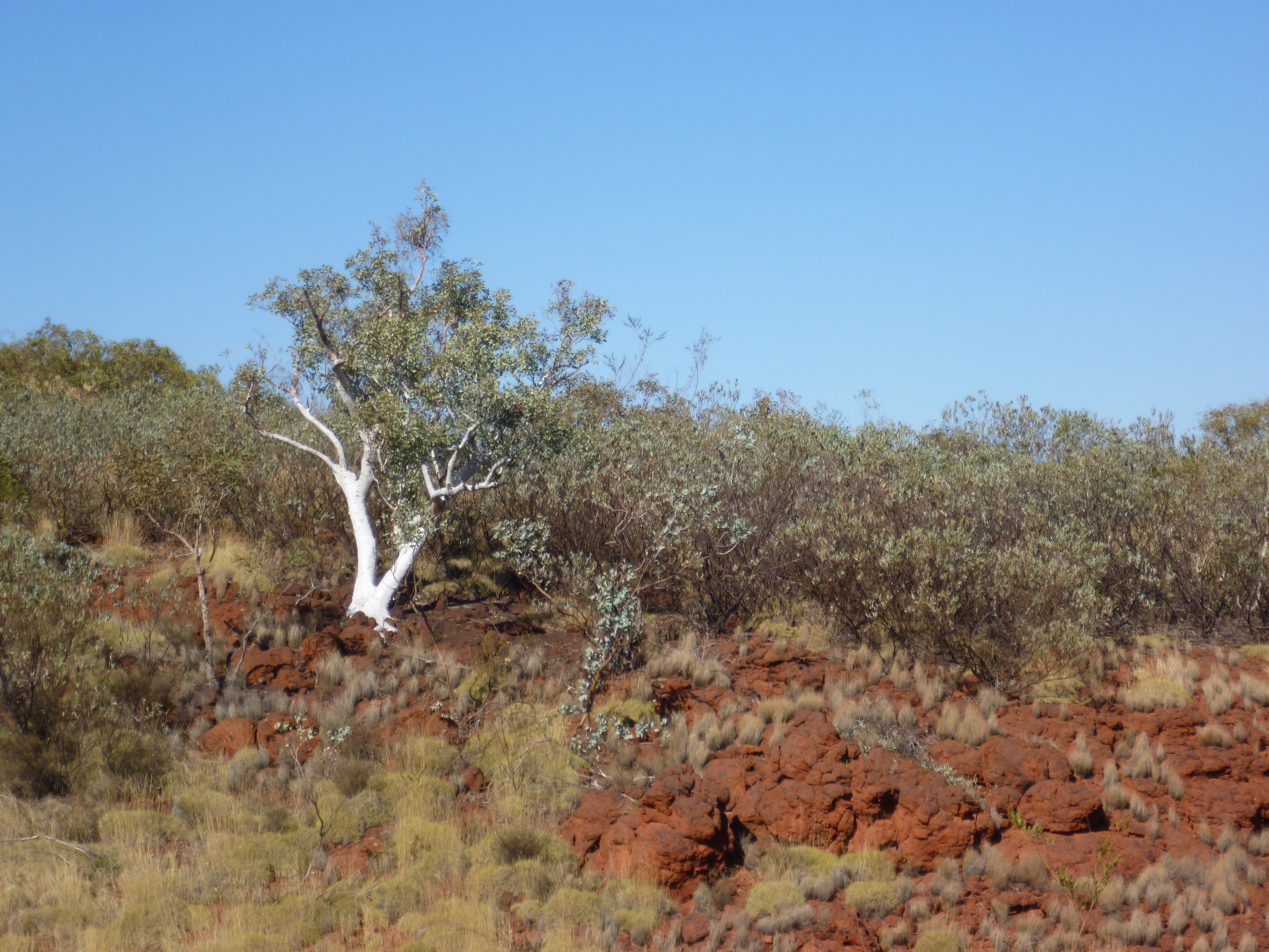 A collection of Pilbara trees – parrygraphs