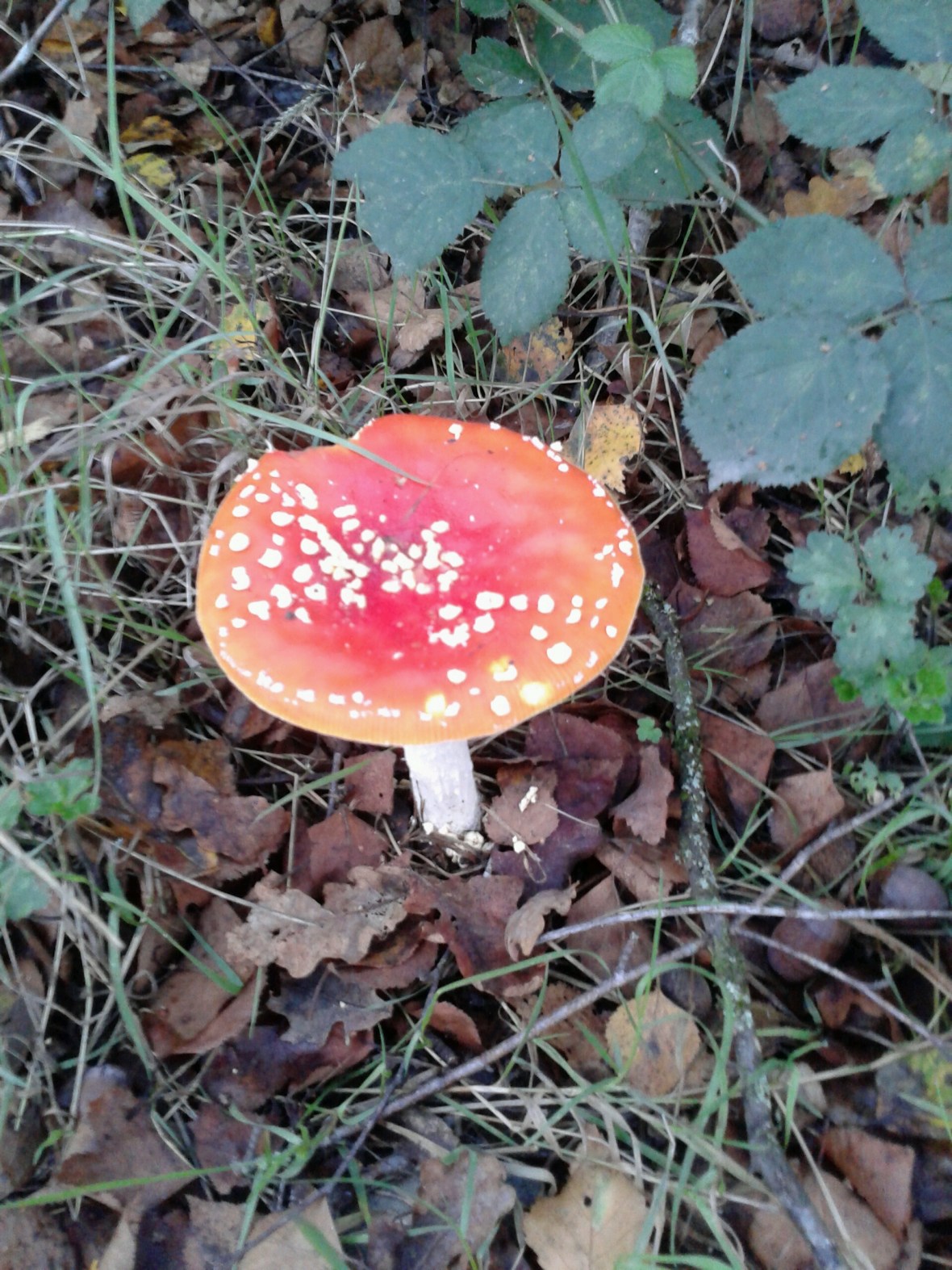 2016-10-25 10.01.55.jpg image